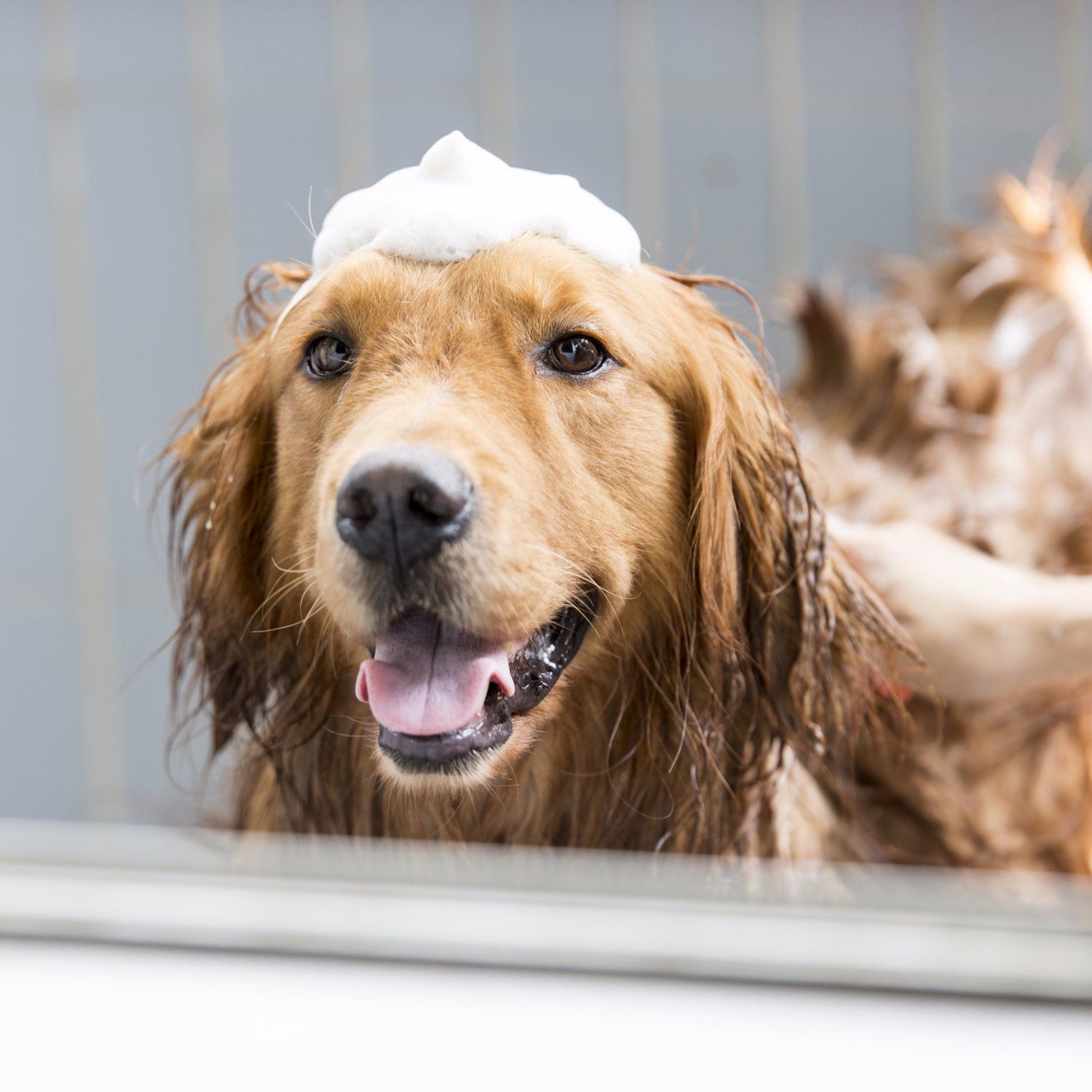 It's Bathtime!